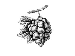 Woodcut Grapes 2